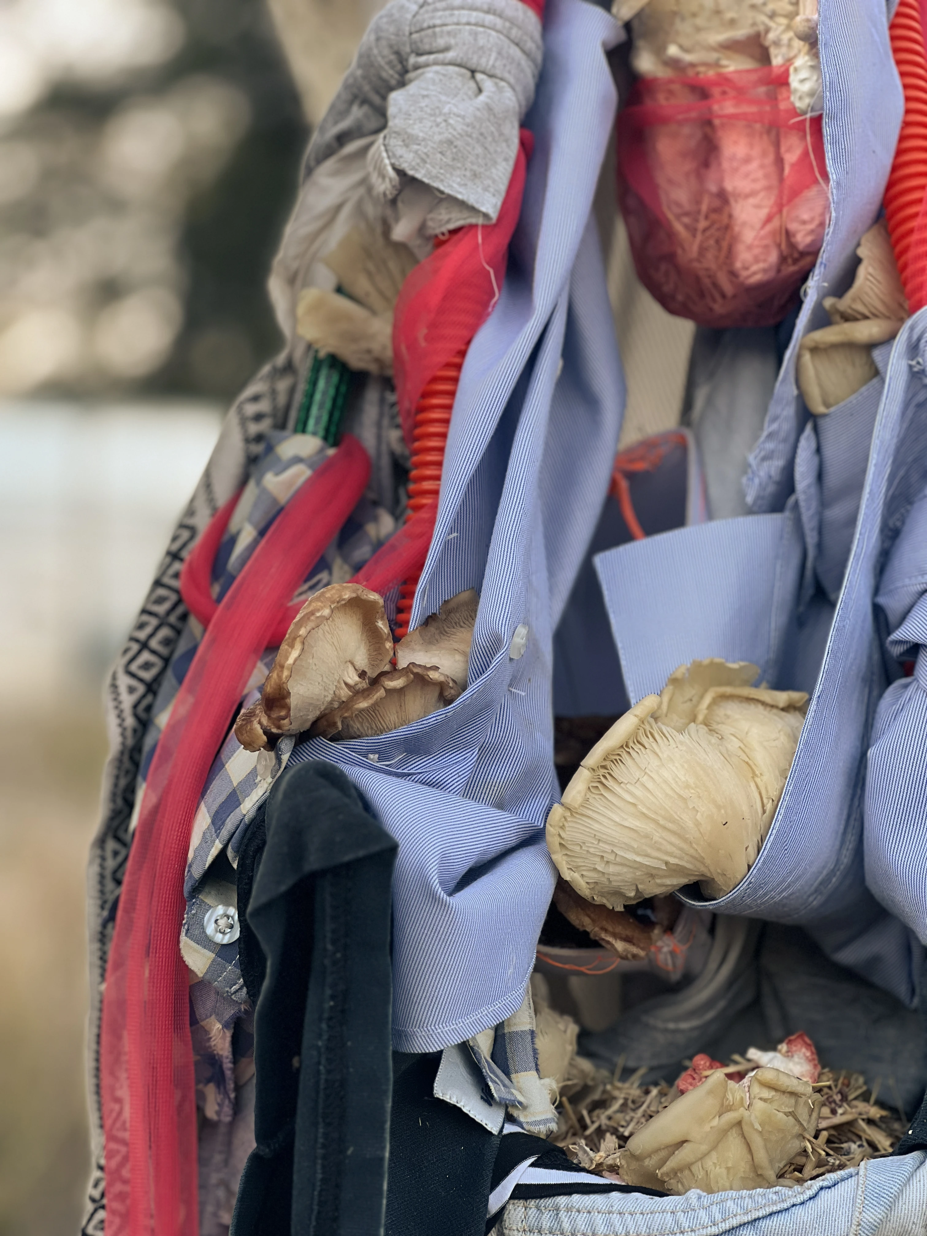 Condesa - San Miguel Chapultepec